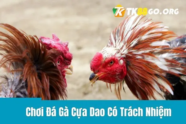 Đá Gà Cựa Dao