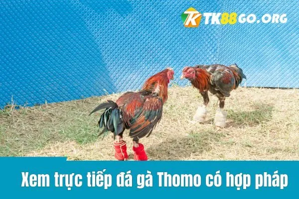 Trực Tiếp Đá Gà Thomo