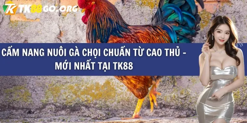 Cẩm Nang Nuôi Gà Chọi Chuẩn Từ Cao Thủ – Mới Nhất Tại TK88