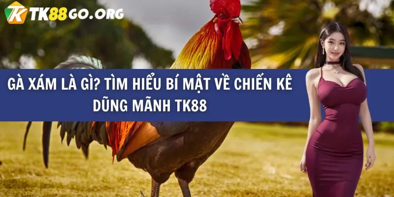 Gà Xám Là Gì? Tìm Hiểu Bí Mật Về Chiến Kê Dũng Mãnh TK88